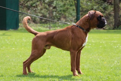 Ennox vom Rottland Ennox